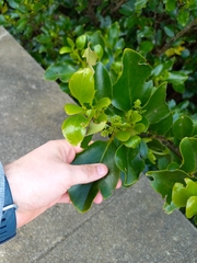 Griselinia littoralis