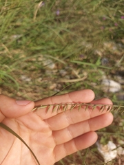 Bouteloua curtipendula