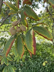 Aesculus flava
