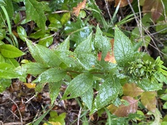 Procecidochares atra