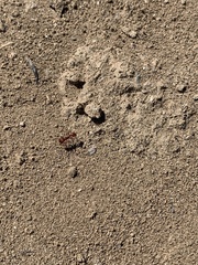 Pogonomyrmex occidentalis