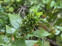 Procecidochares atra