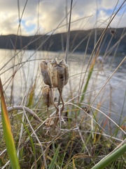 Fritillaria camschatcensis