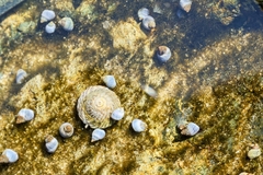 Bembicium nanum