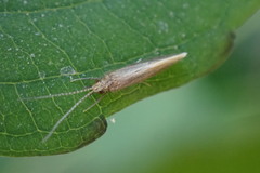 Glossosomatidae