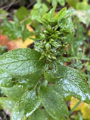 Procecidochares atra