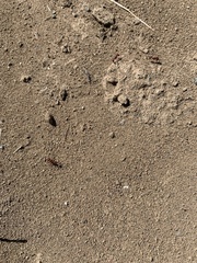 Pogonomyrmex occidentalis