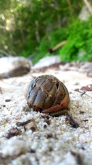 Coenobita compressus