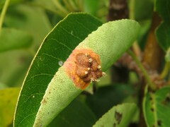 Gymnosporangium sabinae