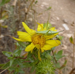 Oecanthus quadripunctatus