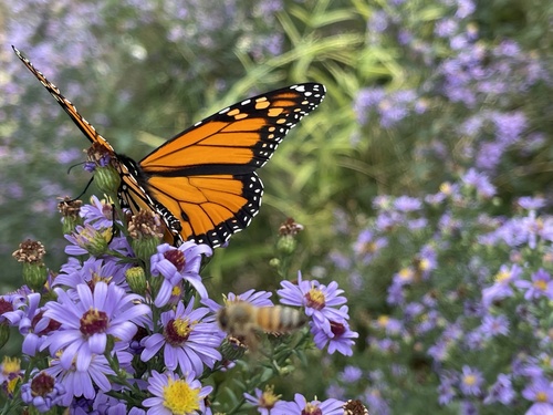 Monarch photographed in Colorado
