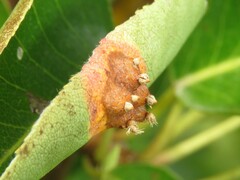 Gymnosporangium sabinae