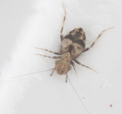 Psocidae
