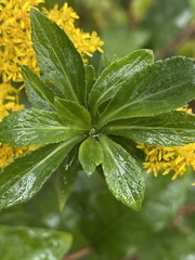 Procecidochares atra