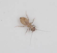 Psocidae
