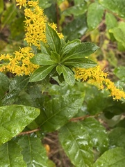 Procecidochares atra