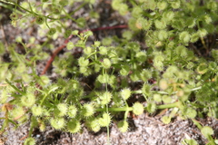 Drosera stolonifera
