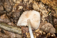 Pluteus hongoi