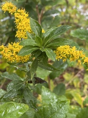 Procecidochares atra