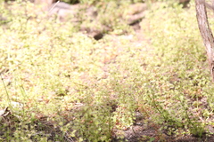 Drosera stolonifera