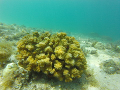Pocillopora