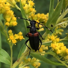 Stictoleptura canadensis