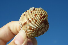 Dinocardium robustum