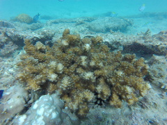 Pocillopora