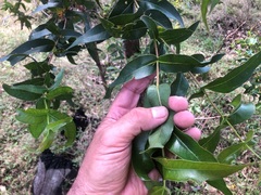 Eucalyptus quadrangulata