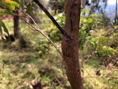Eucalyptus quadrangulata