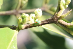 Alchisme rubrocostata