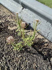 Polanisia dodecandra