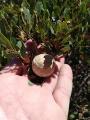 Andricus vacciniifoliae