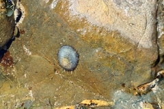Cellana tramoserica