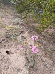 Palafoxia sphacelata