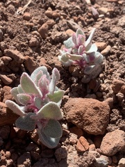 Atriplex saccaria