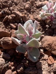 Atriplex saccaria