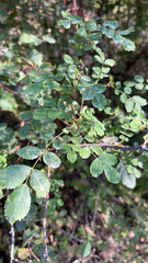 Rosa gymnocarpa