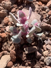 Atriplex saccaria