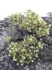 Ericameria resinosa
