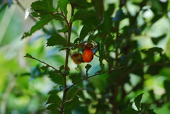 Cupaniopsis shirleyana