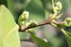 Alchisme rubrocostata