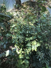 Cupaniopsis shirleyana