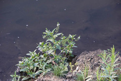 Veronica anagallis-aquatica