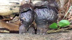 Daldinia childiae