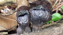 Daldinia childiae