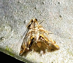 Eoparargyractis irroratalis
