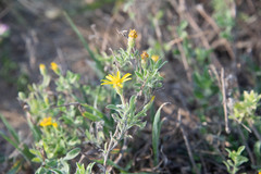 Heterotheca
