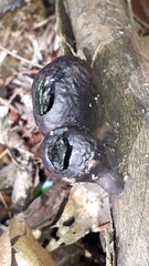 Daldinia childiae