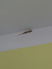 Gehyra mutilata